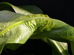 1653_Rs1-O_703J_2986