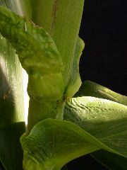 1653_Rs1-O_703J_2987