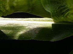 1653_Rs1-O_703J_2988