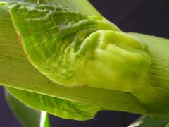 1653_Rs1-O_703J_2989