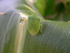 1653_Rs1-O_703J_2990