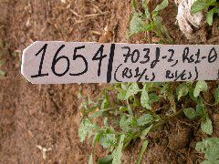 1654-Rs1-O_703J-2_1950