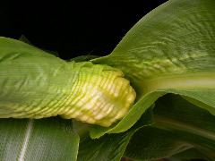 1654-Rs1-O_703J-2_1952