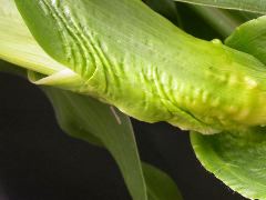 1654-Rs1-O_703J-2_1953