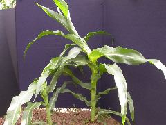 1654-Rs1-O_703J-2_1954