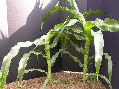 1654-Rs1-O_703J-2_1955