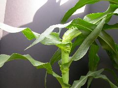 1654-Rs1-O_703J-2_1956