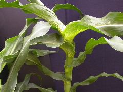 1654-Rs1-O_703J-2_1957