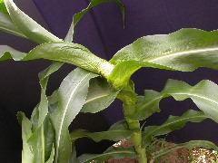 1654-Rs1-O_703J-2_1958