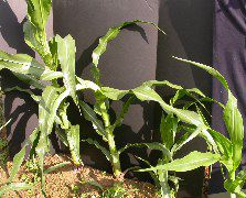 1654-Rs1-O_703J-2_1960