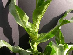 1654-Rs1-O_703J-2_1961