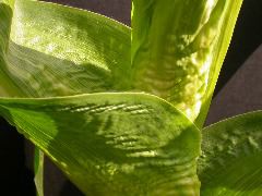 1654-Rs1-O_703J-2_1962