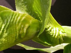 1654-Rs1-O_703J-2_1963