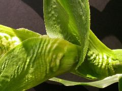 1654-Rs1-O_703J-2_1964