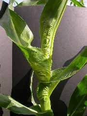 1654-Rs1-O_703J-2_1965