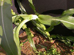 1654-Rs1-O_703J-2_1966