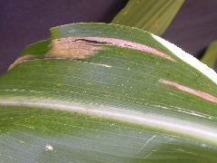 1655_sl1_o2_706A_4094