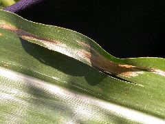 1655_sl1_o2_706A_4095