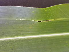 1655_sl1_o2_706A_4097