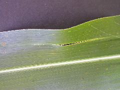 1655_sl1_o2_706A_4098