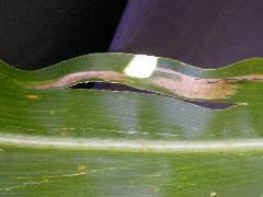 1655_sl1_o2_706A_4099