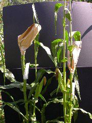 1655_sl1_o2_706A_4102