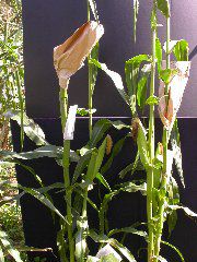 1655_sl1_o2_706A_4103