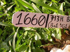 1660_ij1_Bn1_y1_713H_1961