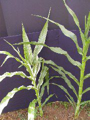 1660_ij1_Bn1_y1_713H_1966