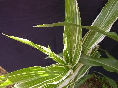 1660_ij1_Bn1_y1_713H_1967