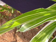 1660_ij1_Bn1_y1_713H_1968