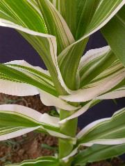 1660_ij1_Bn1_y1_713H_1970