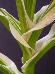 1660_ij1_Bn1_y1_713H_1971