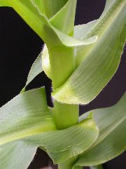 1660_ij1_Bn1_y1_713H_1972