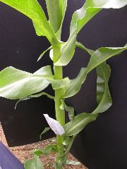 1660_ij1_Bn1_y1_713H_1973