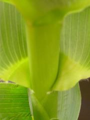 1660_ij1_Bn1_y1_713H_1975