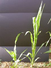 1660_ij1_Bn1_y1_713H_1976