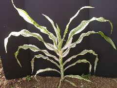 1660_ij1_Bn1_y1_713H_1977