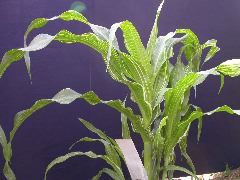 1553_sr_P1-ww_101D_1384