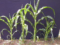 1689_c1-m5_928G_2202