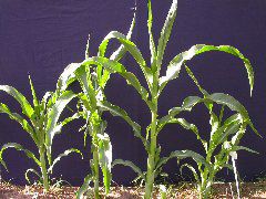 1689_c1-m5_928G_2203