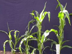 1689_c1-m5_928G_2204