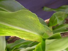 1689_c1-m5_928G_2206