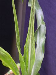 1689_c1-m5_928G_2208