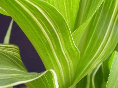 1553_sr_P1-ww_101D_1385