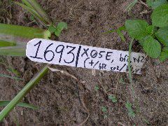 1693_bf2_sr2_X05E_2248