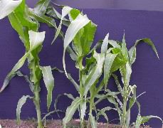 1693_bf2_sr2_X05E_2255