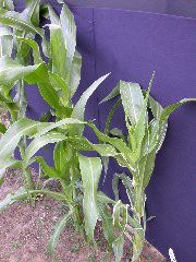 1693_bf2_sr2_X05E_2256