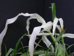 1693_bf2_sr2_X05E_2259?