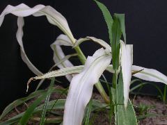 1693_bf2_sr2_X05E_2260?